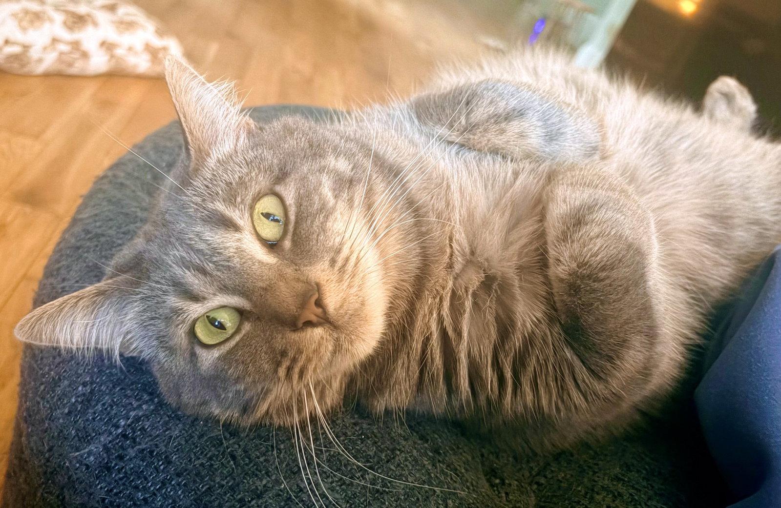 STORMY #1988 - Offered by Owner - Family Cat!, photo 2