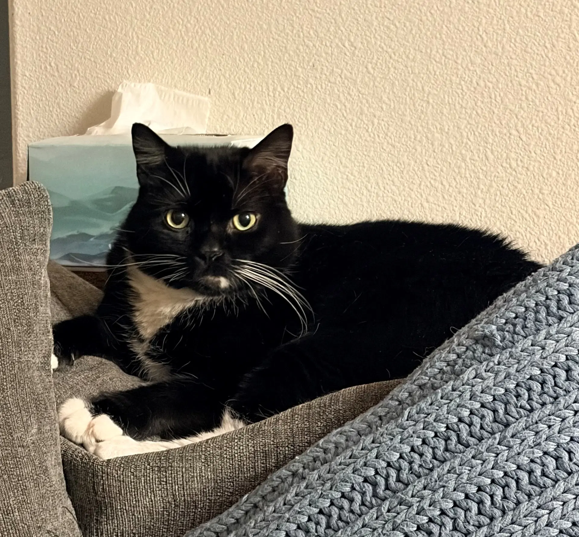 Willow  - Offered By Owner - Male Tuxedo - Tuxedo