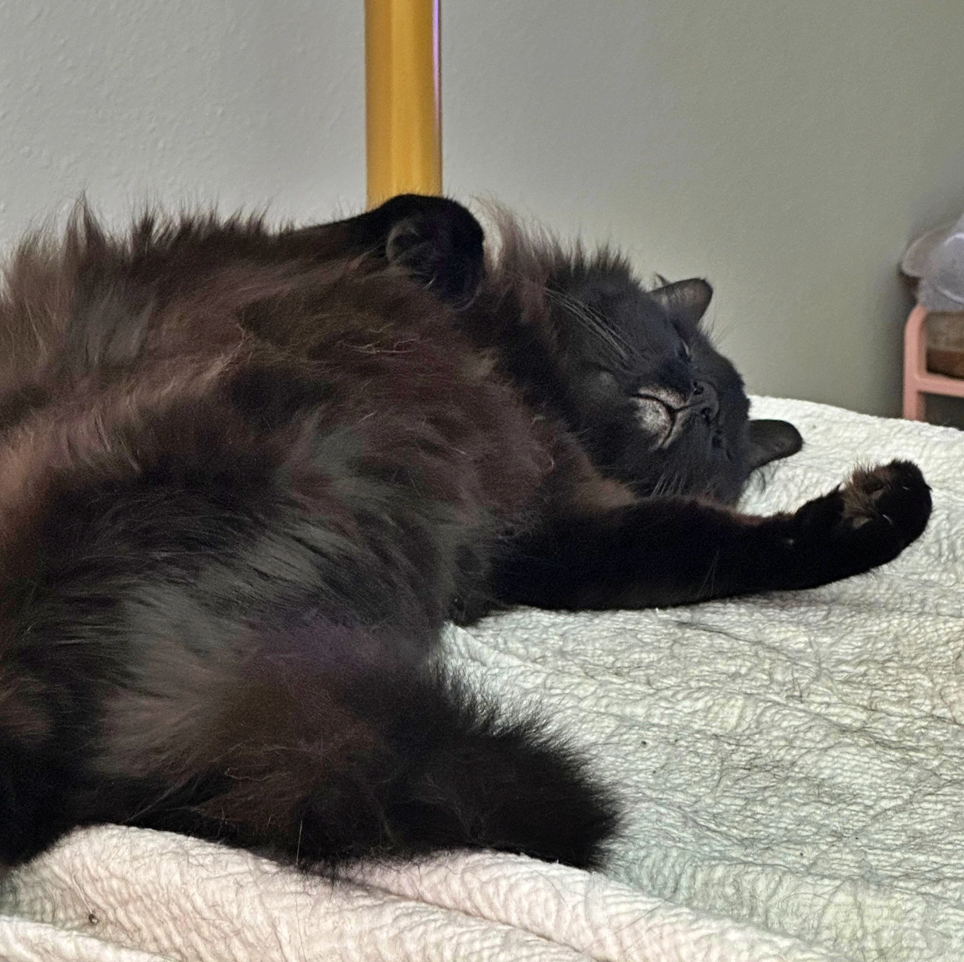 Papa  - Offered By Owner - Long Haired Senior