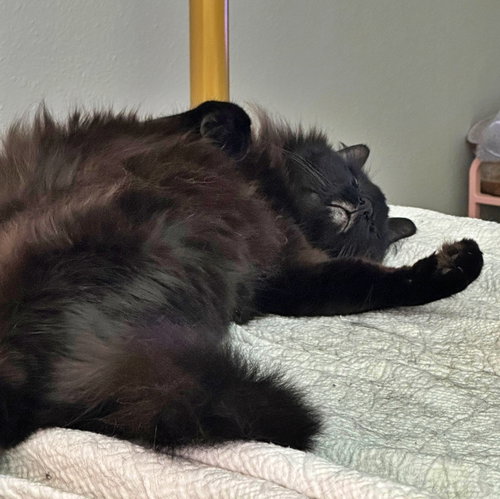 picture of the cat needing adoption
