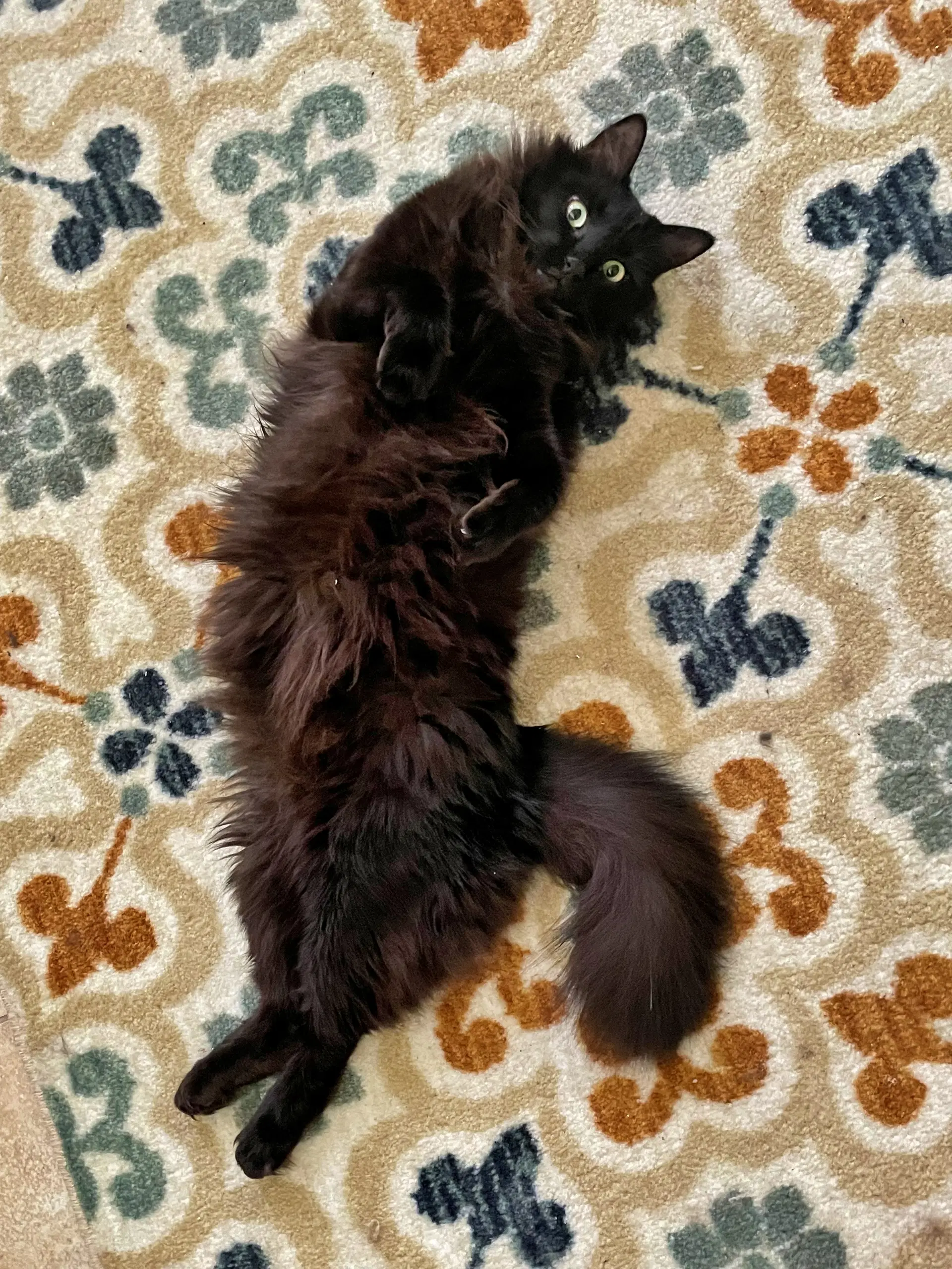 Papa  - Offered By Owner - Long Haired Senior image 3