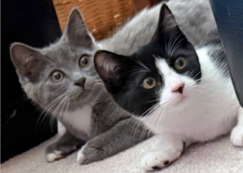 picture of the cat needing adoption