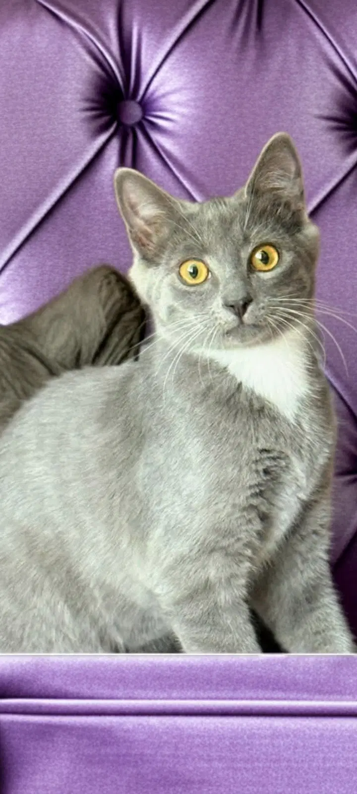 Layla  Lulu  - Offered By Owner - Bonded image 4