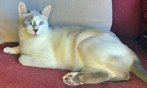 picture of the cat needing adoption
