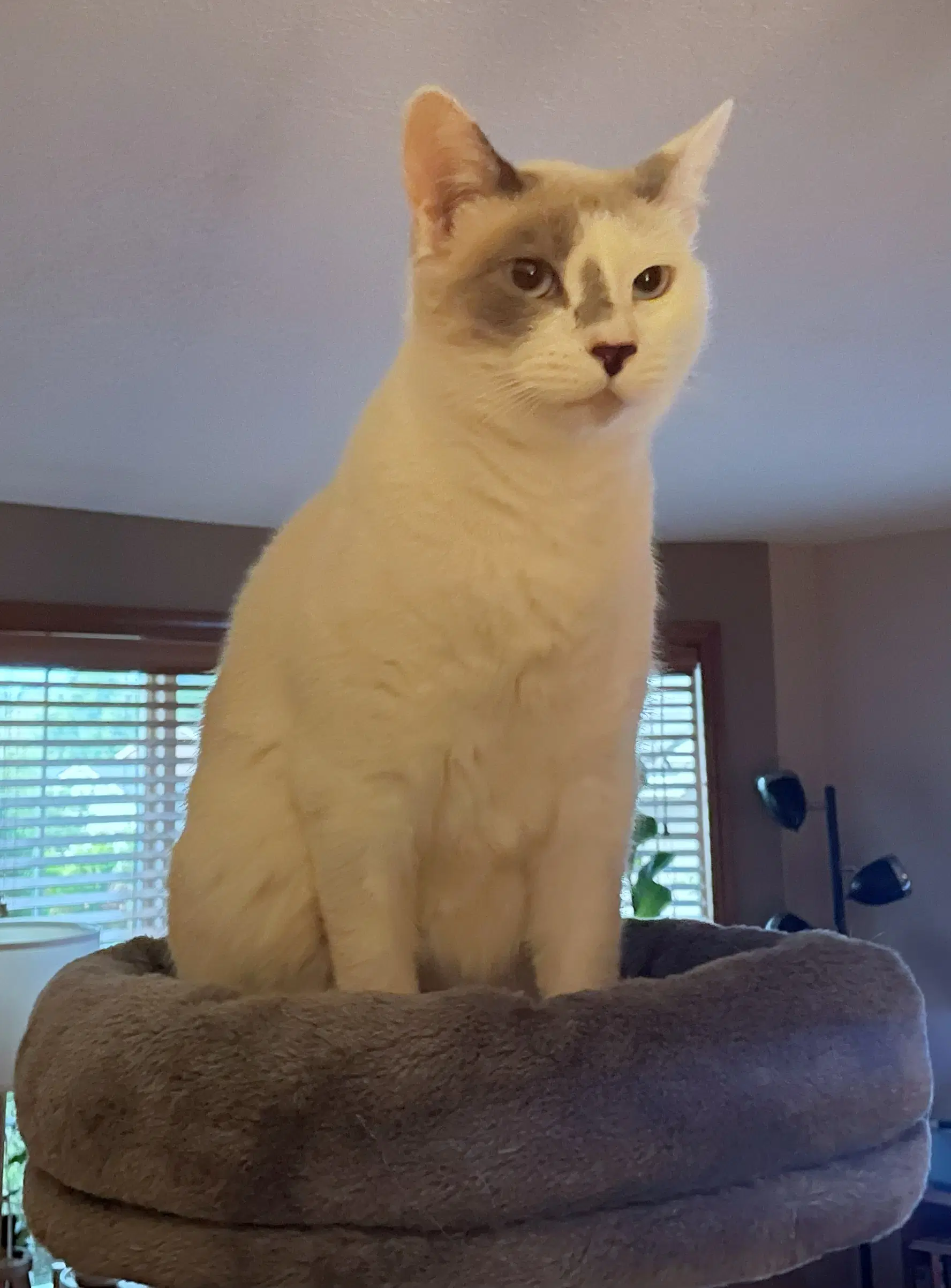 Snowball  - Offered By Owner - Young Female image 2