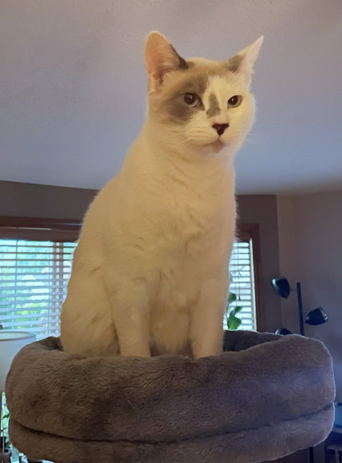 Photo 2 of SNOWBALL #1992 - Offered by Owner - Young female