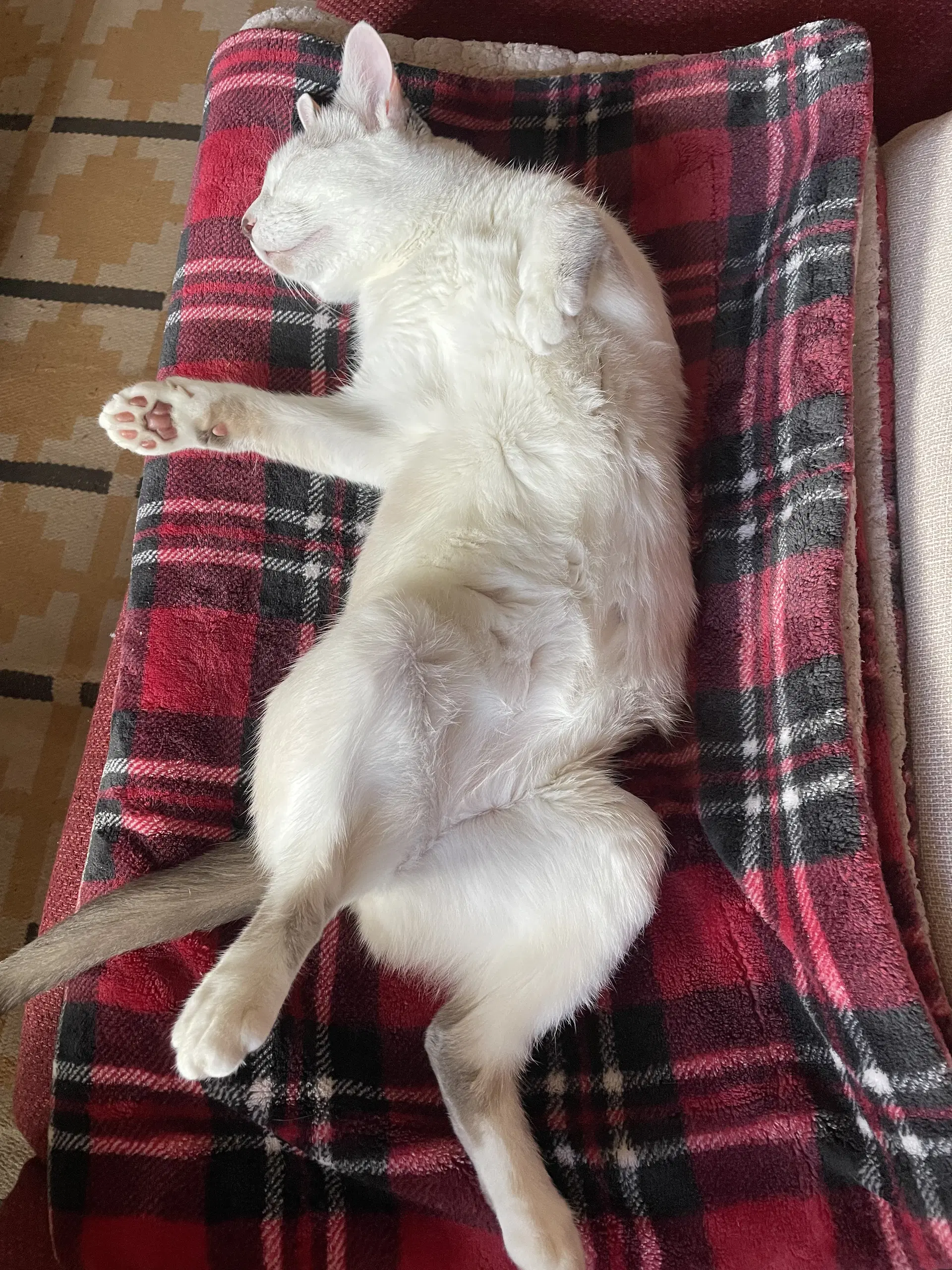 Snowball  - Offered By Owner - Young Female image 3