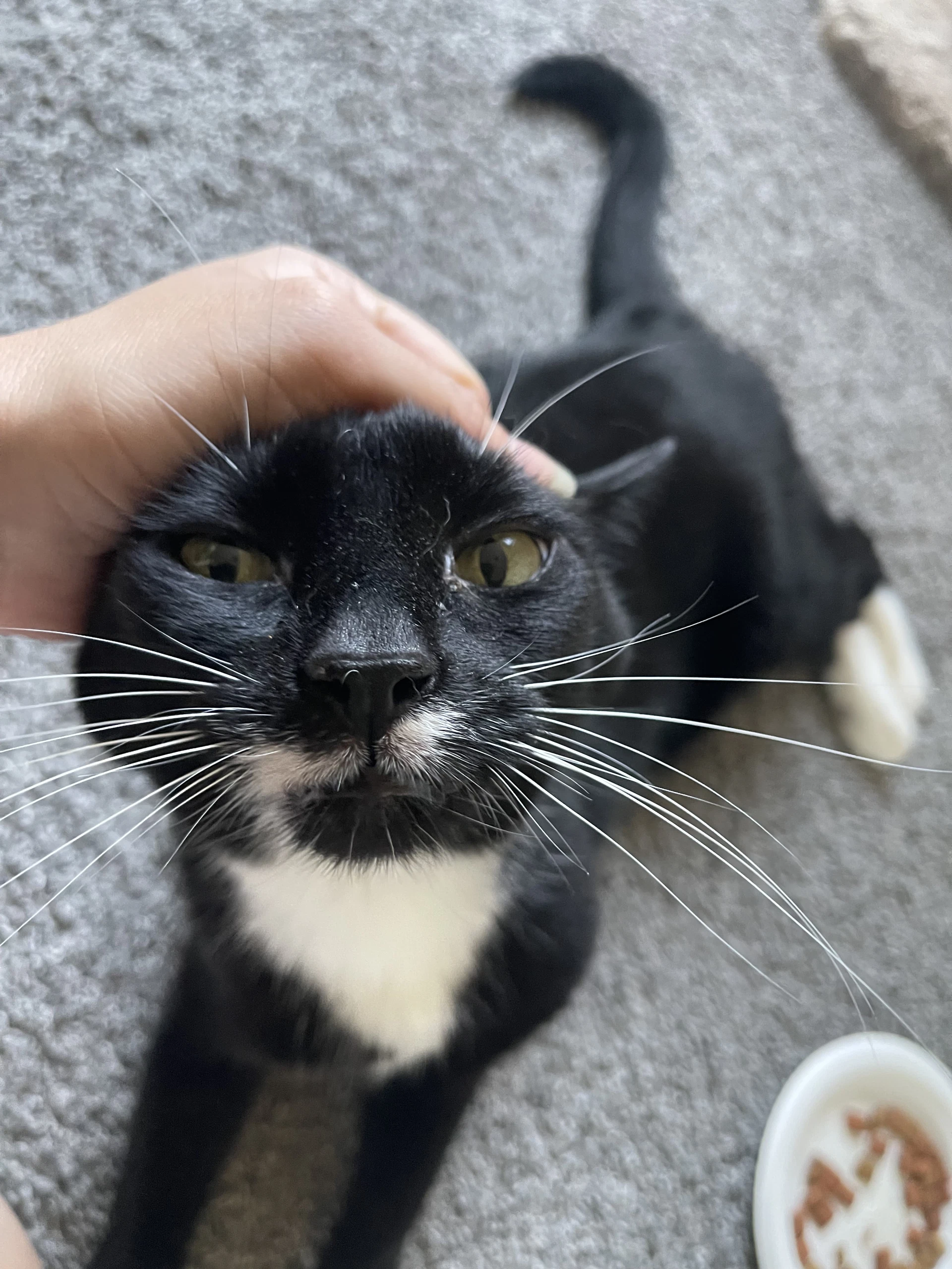 Girl Kitty - Offered By Owner - Senior Fiv