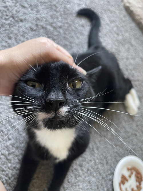 picture of the cat needing adoption