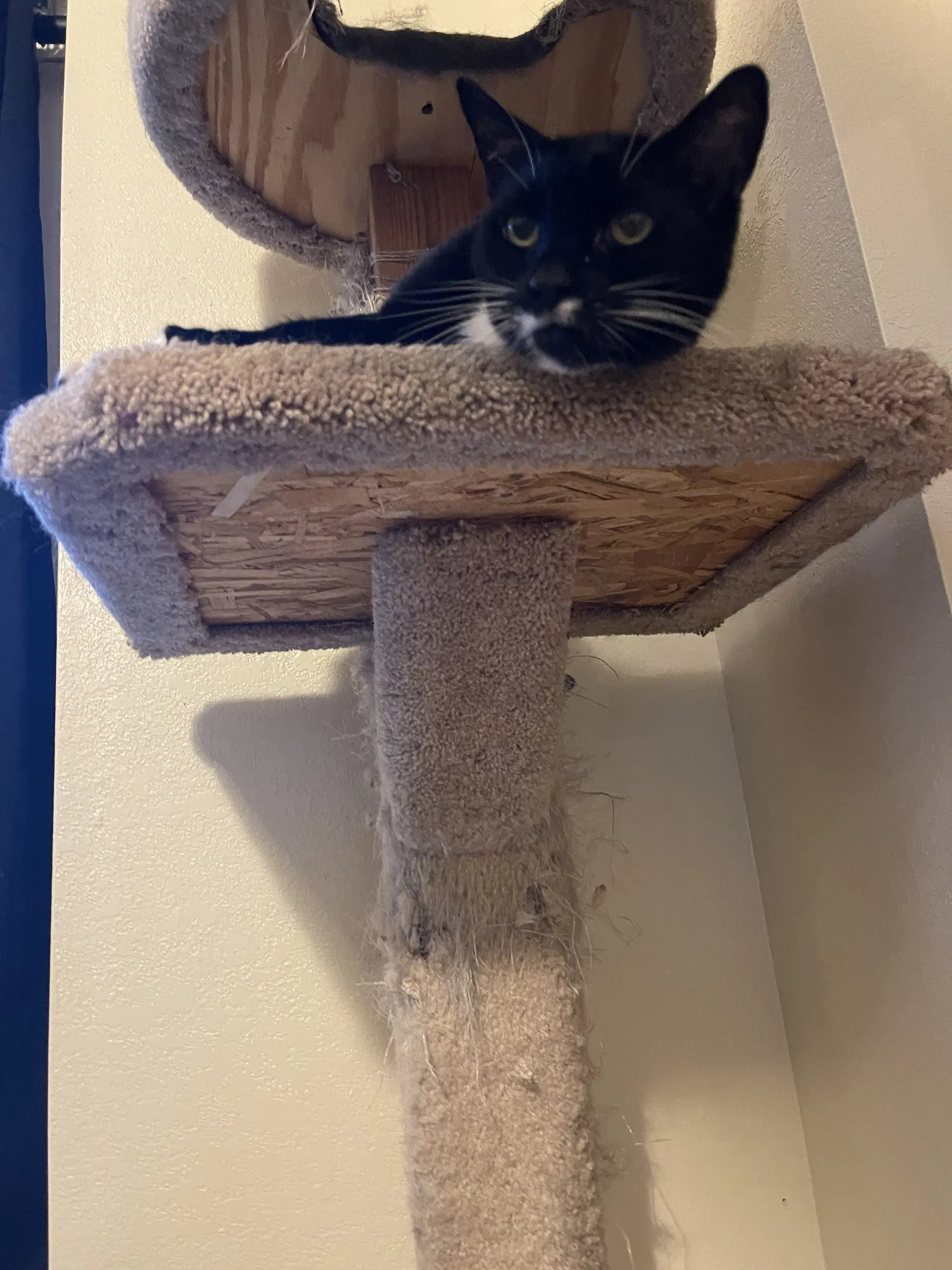 Girl Kitty - Offered By Owner - Senior Fiv image 2