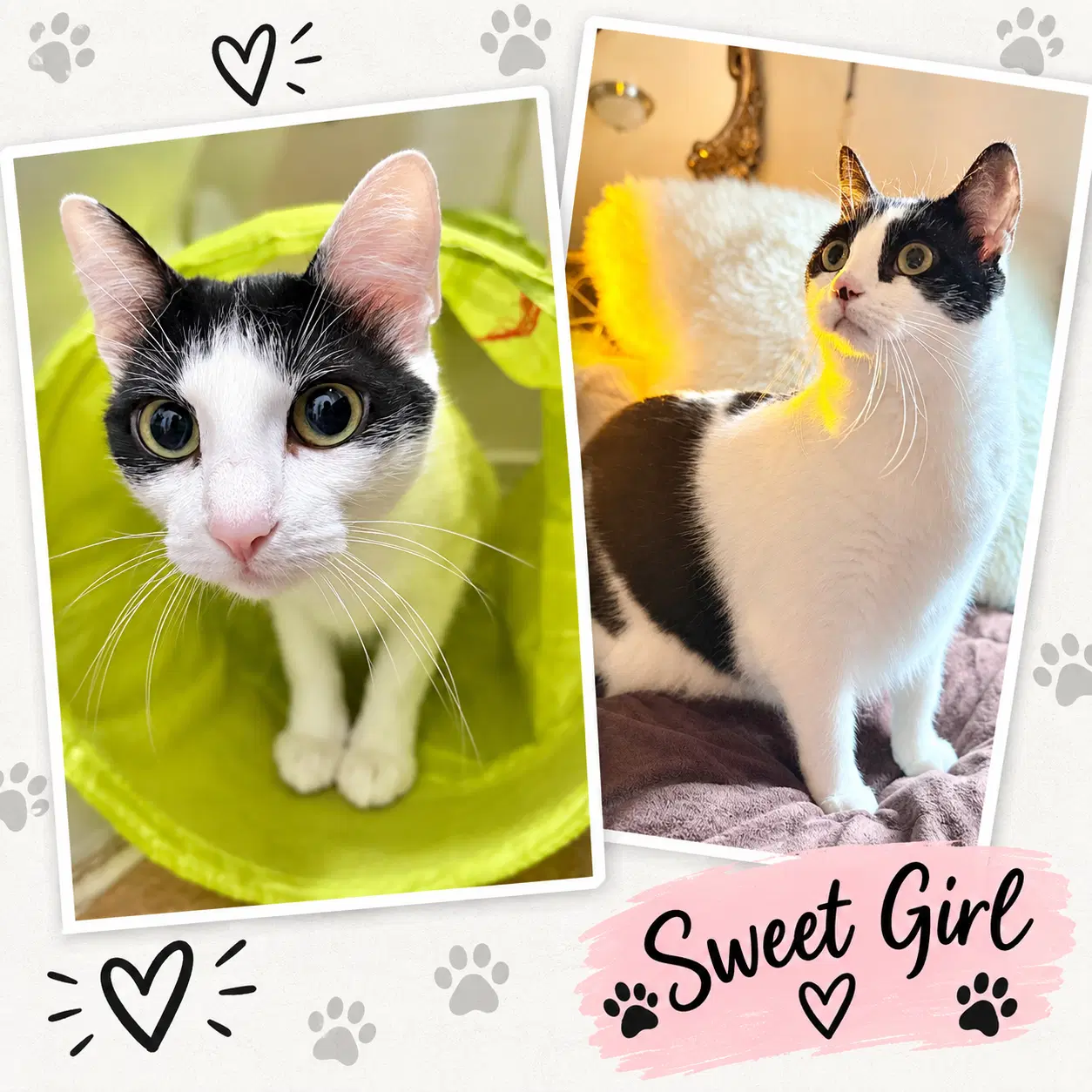 Dolma  Grape Leaf - Offered By Owner - Sisters - - Domestic Short Hair