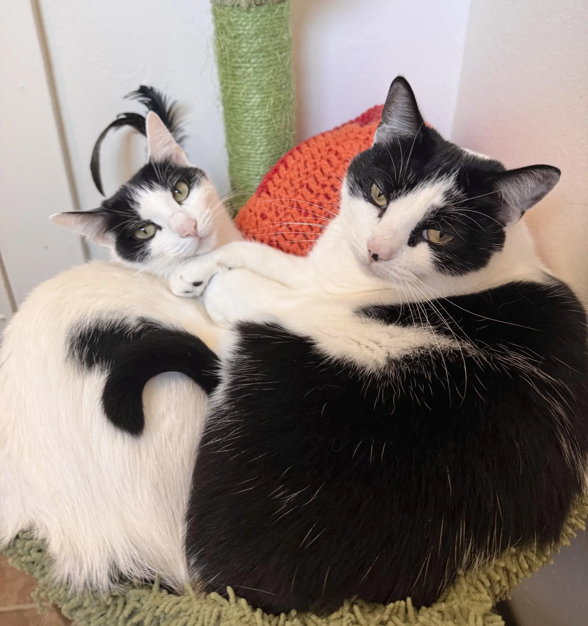 Dolma - Domestic Short Hair