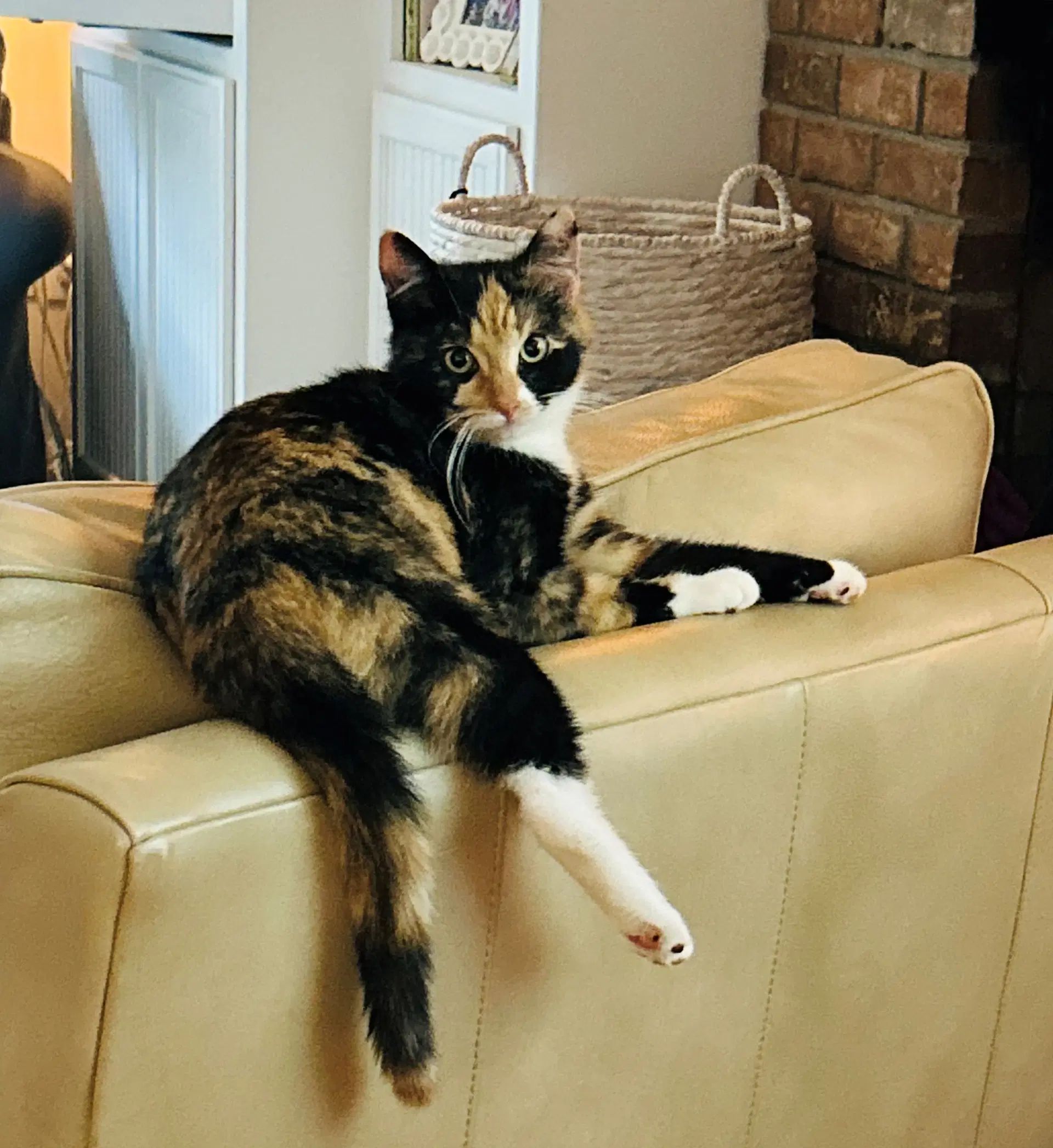 Marigold  - Offered By Owner - Young Calico - Calico