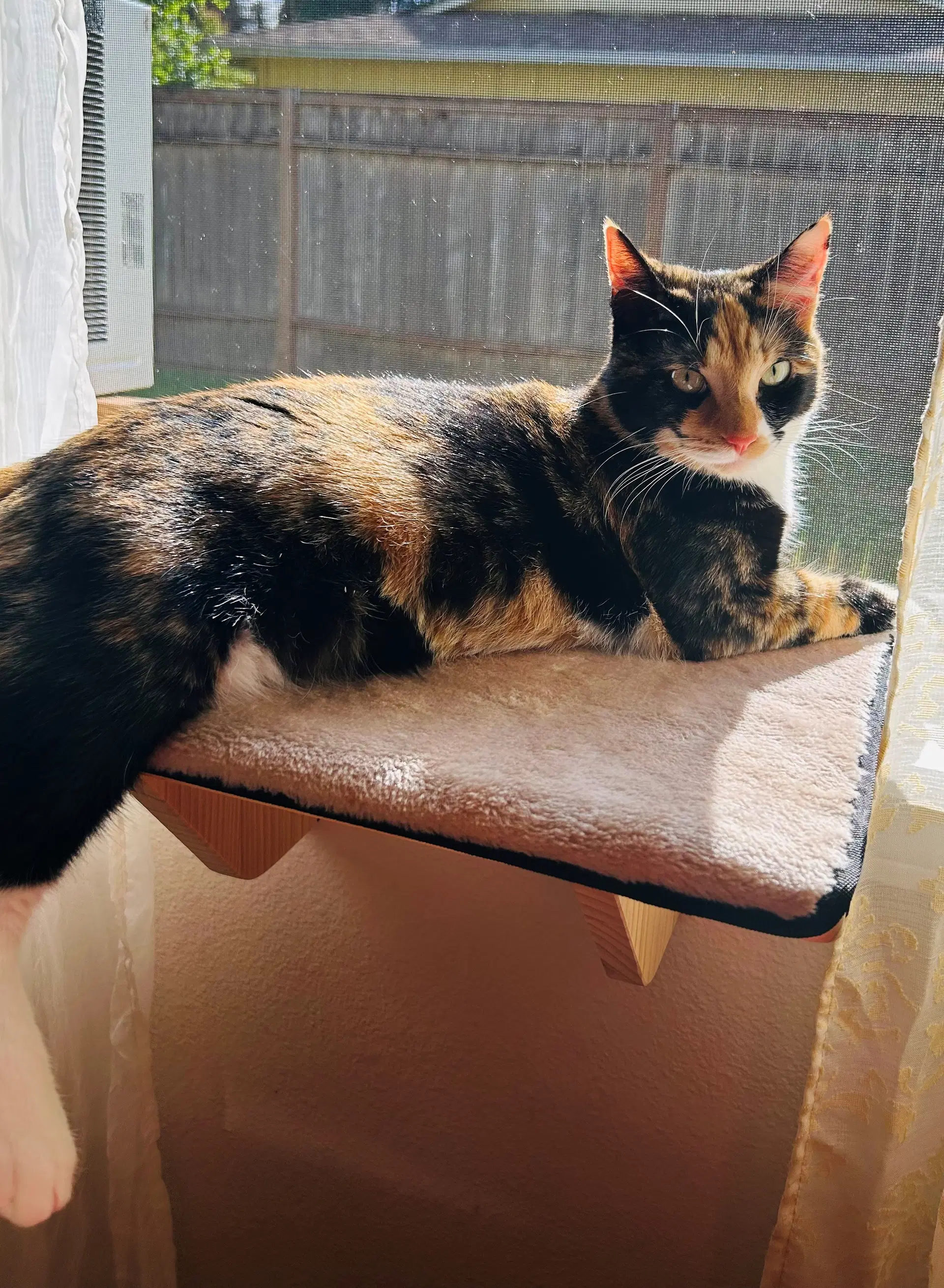 Marigold  - Offered By Owner - Young Calico image 3