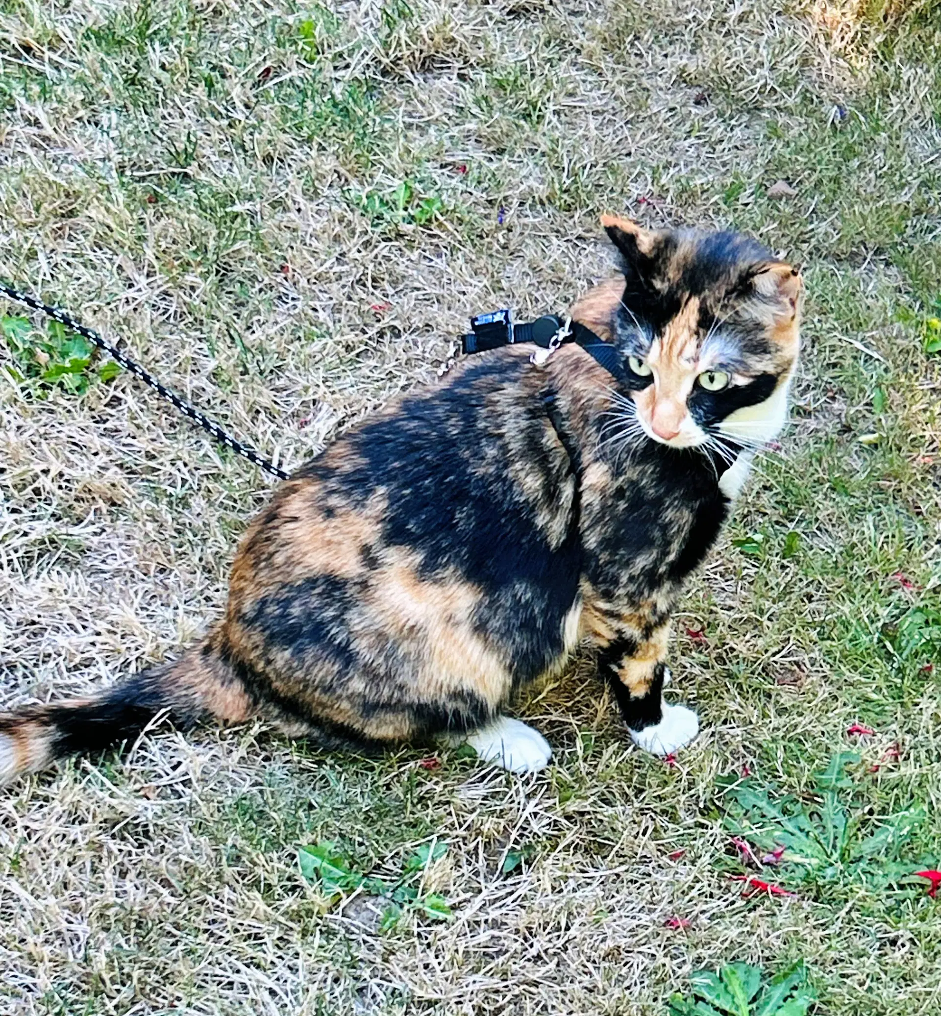 Marigold  - Offered By Owner - Young Calico image 4