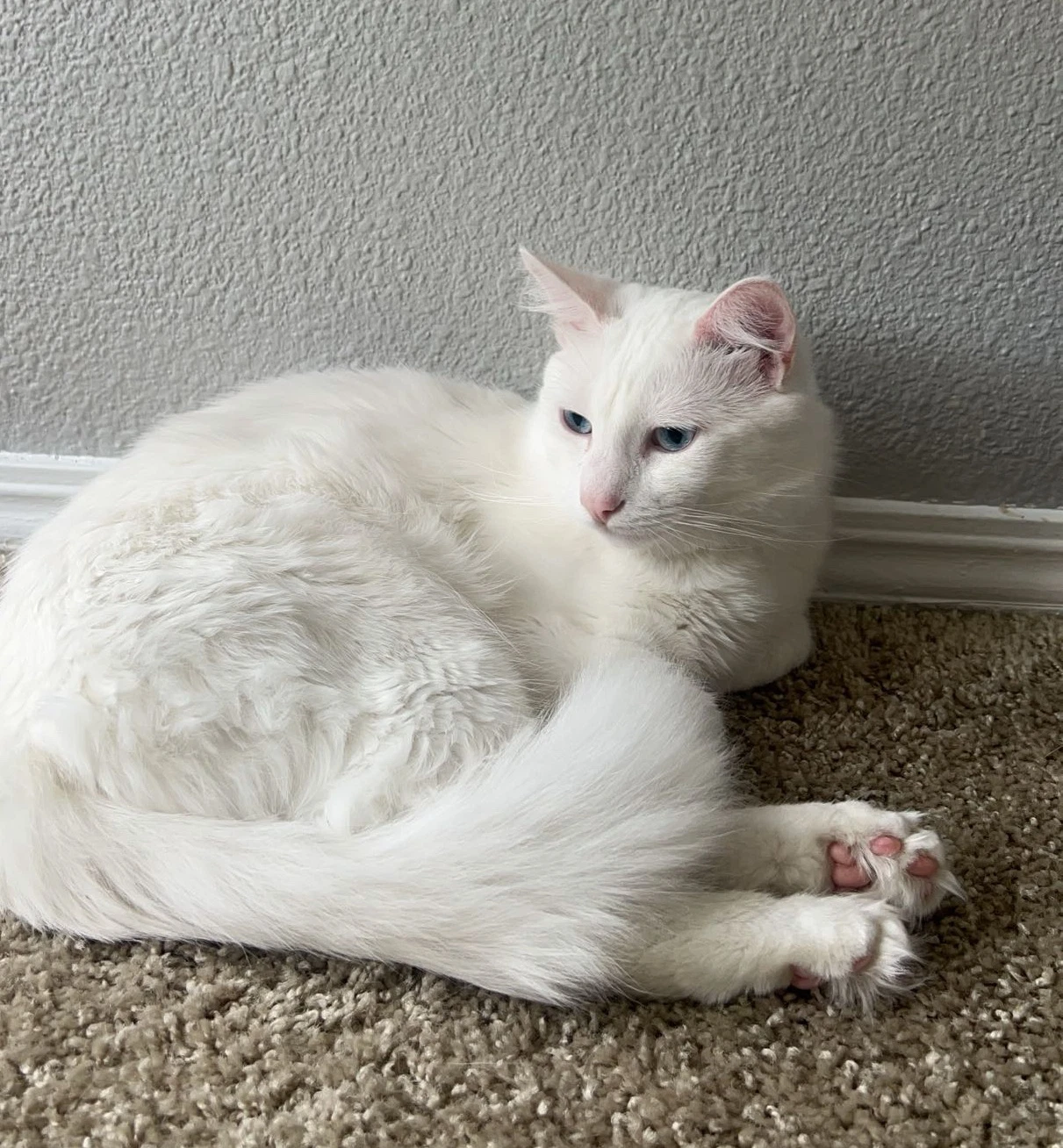 Olaf  - Offered By Owner - Turkish Angora