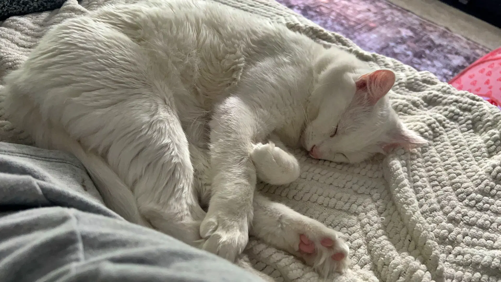 Olaf  - Offered By Owner - Turkish Angora image 2