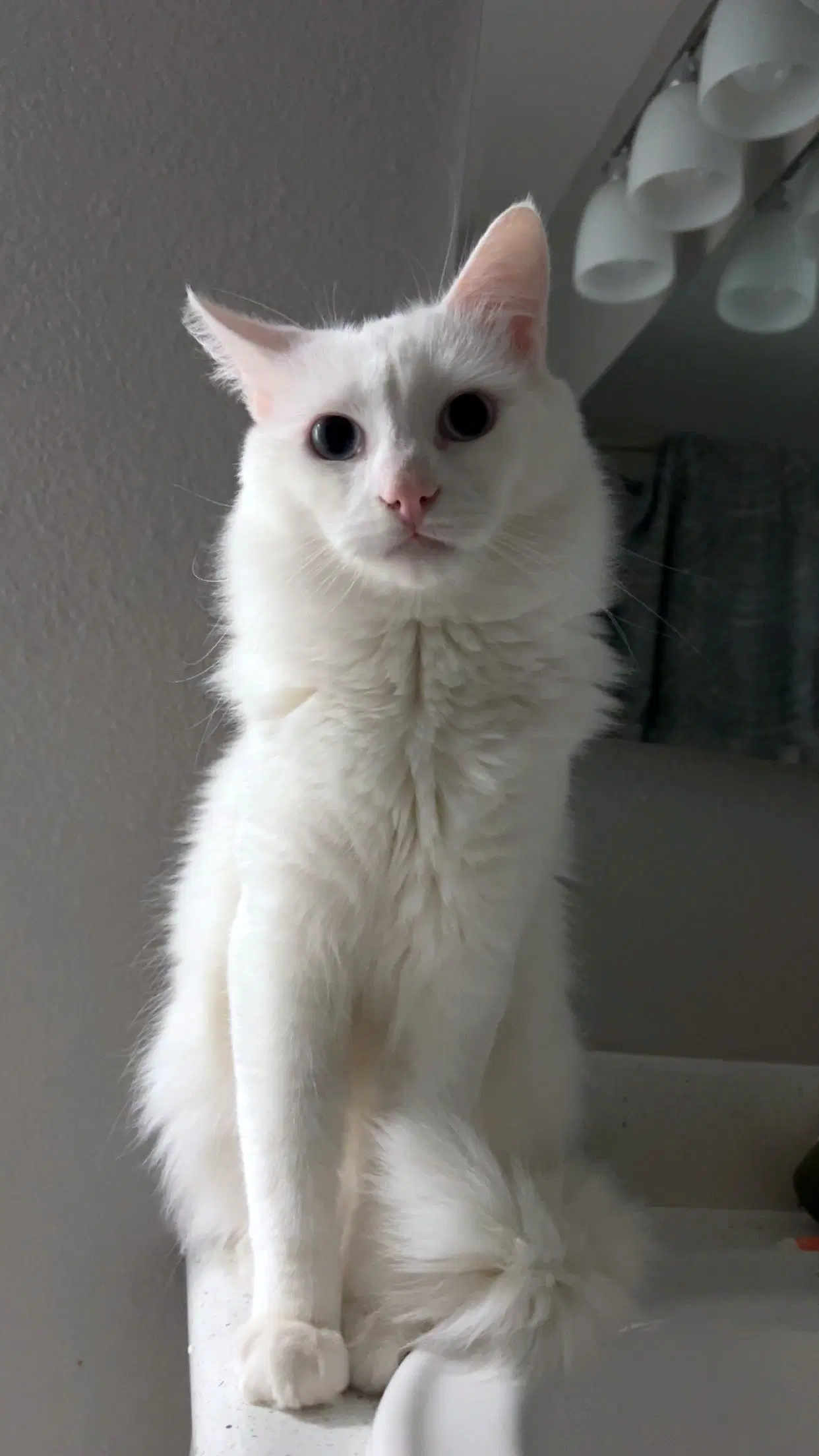 Olaf  - Offered By Owner - Turkish Angora image 3