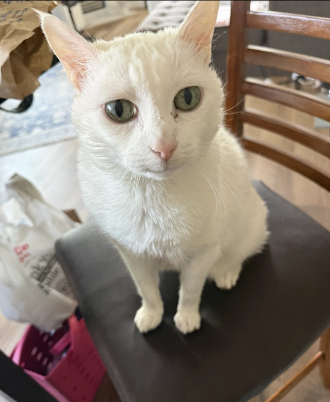 Lala  - Offered By Owner - Sweet Senior