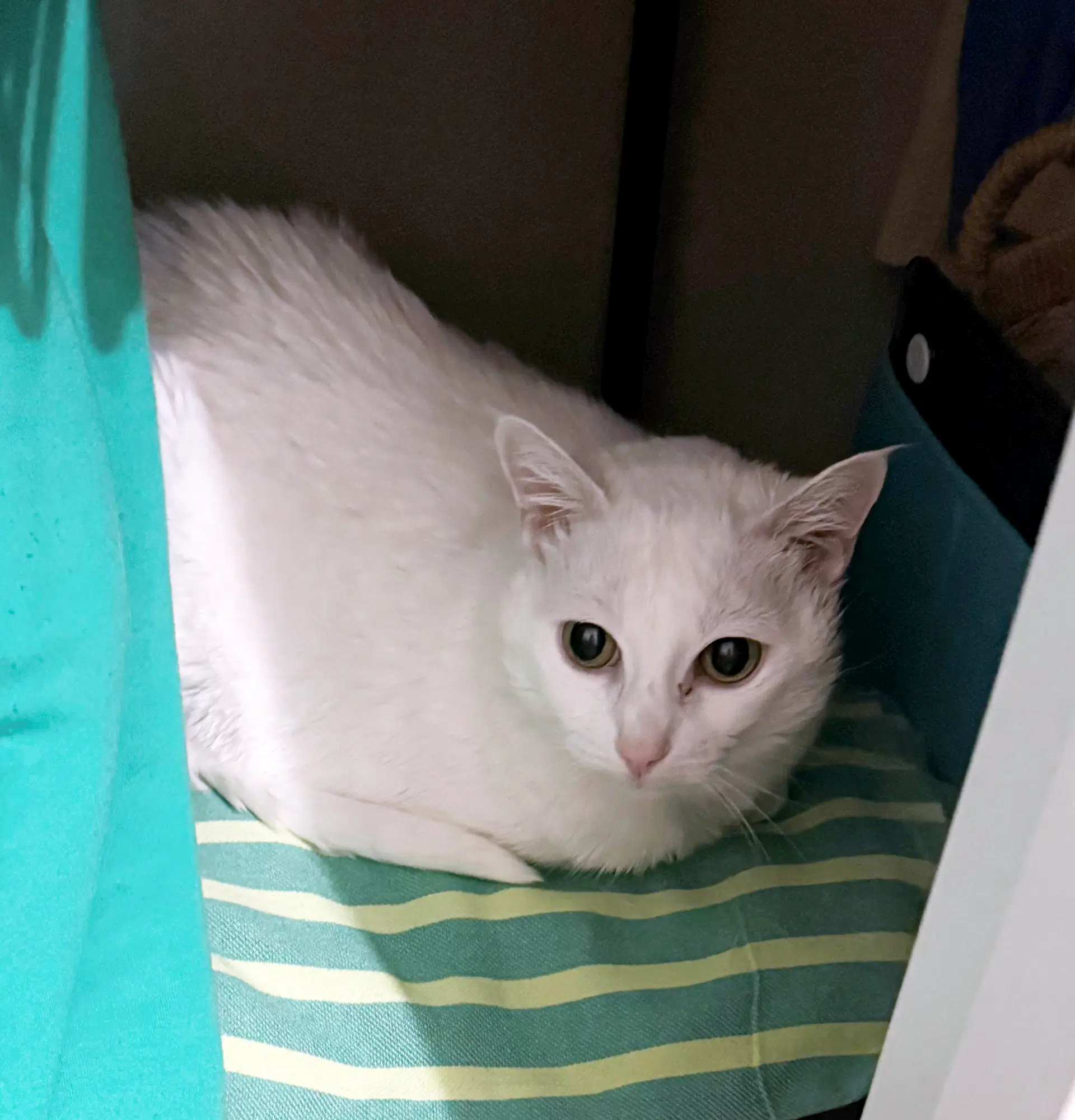 Lala  - Offered By Owner - Sweet Senior image 2
