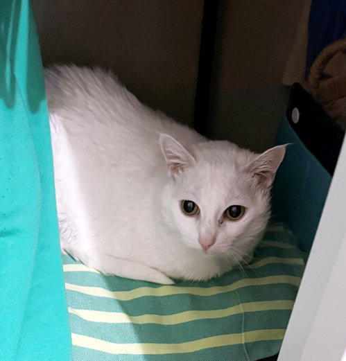 Photo 2 of LALA #2005 - Offered by Owner - Sweet Senior