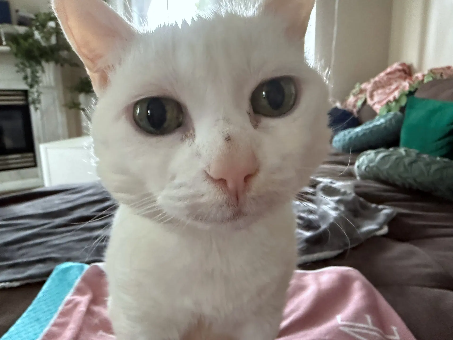 Lala  - Offered By Owner - Sweet Senior image 3