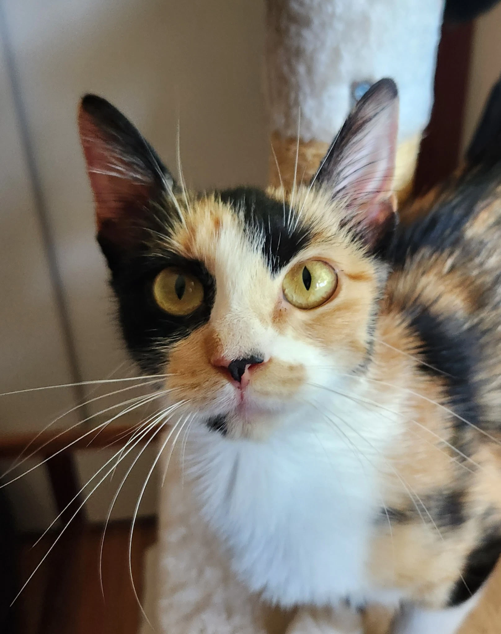 Lillian - Young Calico