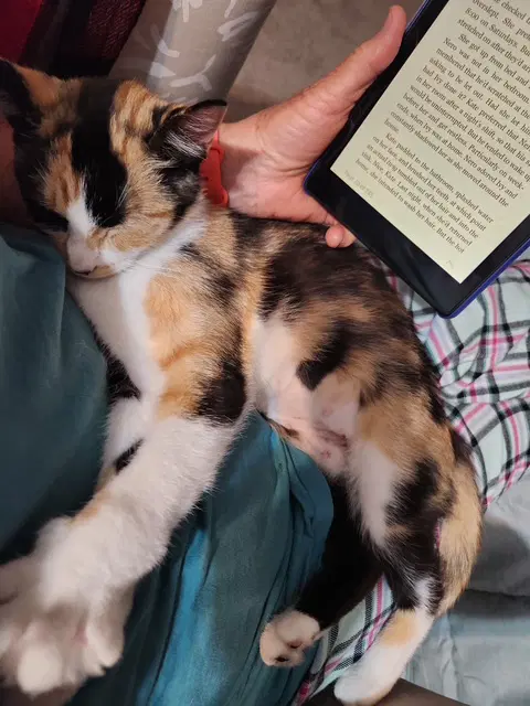 Lillian - Young Calico image 2