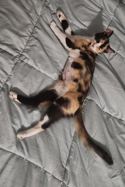 Lillian - Young Calico image 3