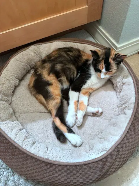Lillian - Young Calico image 4