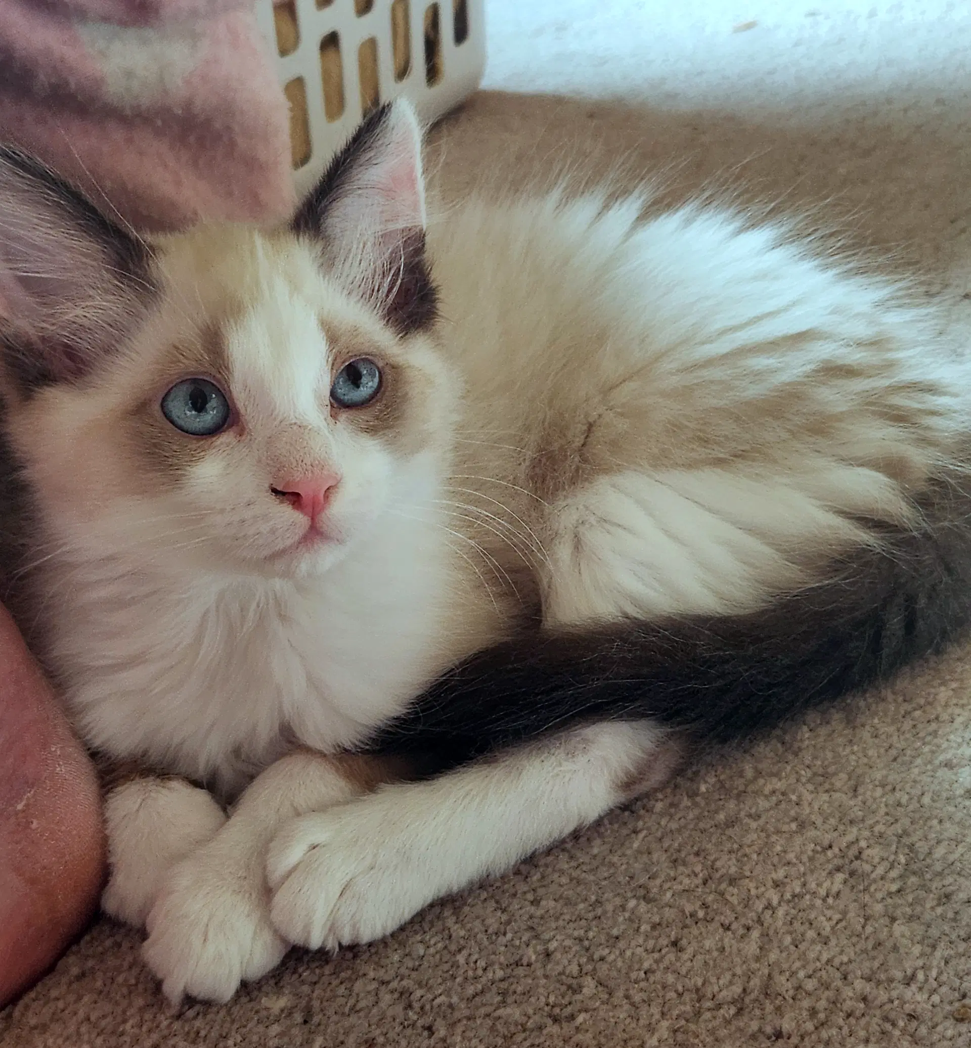 Kevin - Backstreet Boys Snowshoe Mix - Himalayan