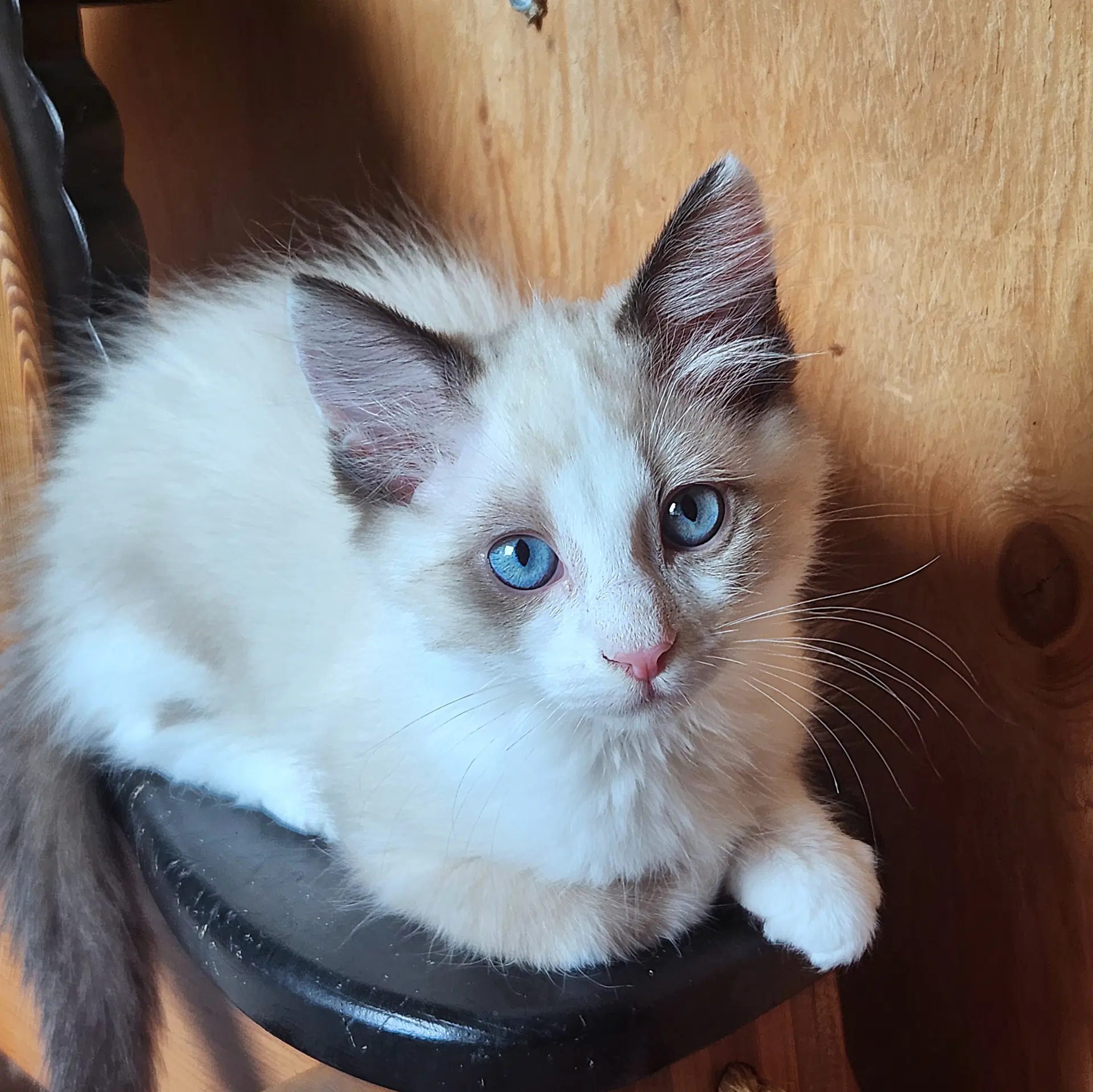 Brian - Backstreet Boys- Himilayansnowshoe Mix - Siamese/Himilayan