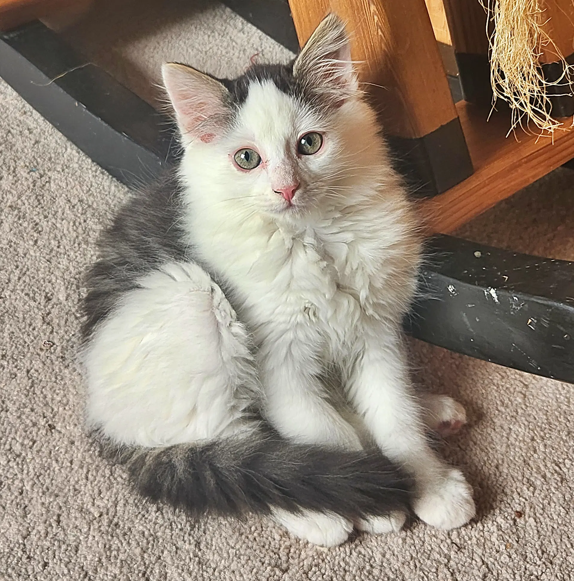Nick - Backstreet Boys - Bicolor Kitten - Siamese/Himilayan mix