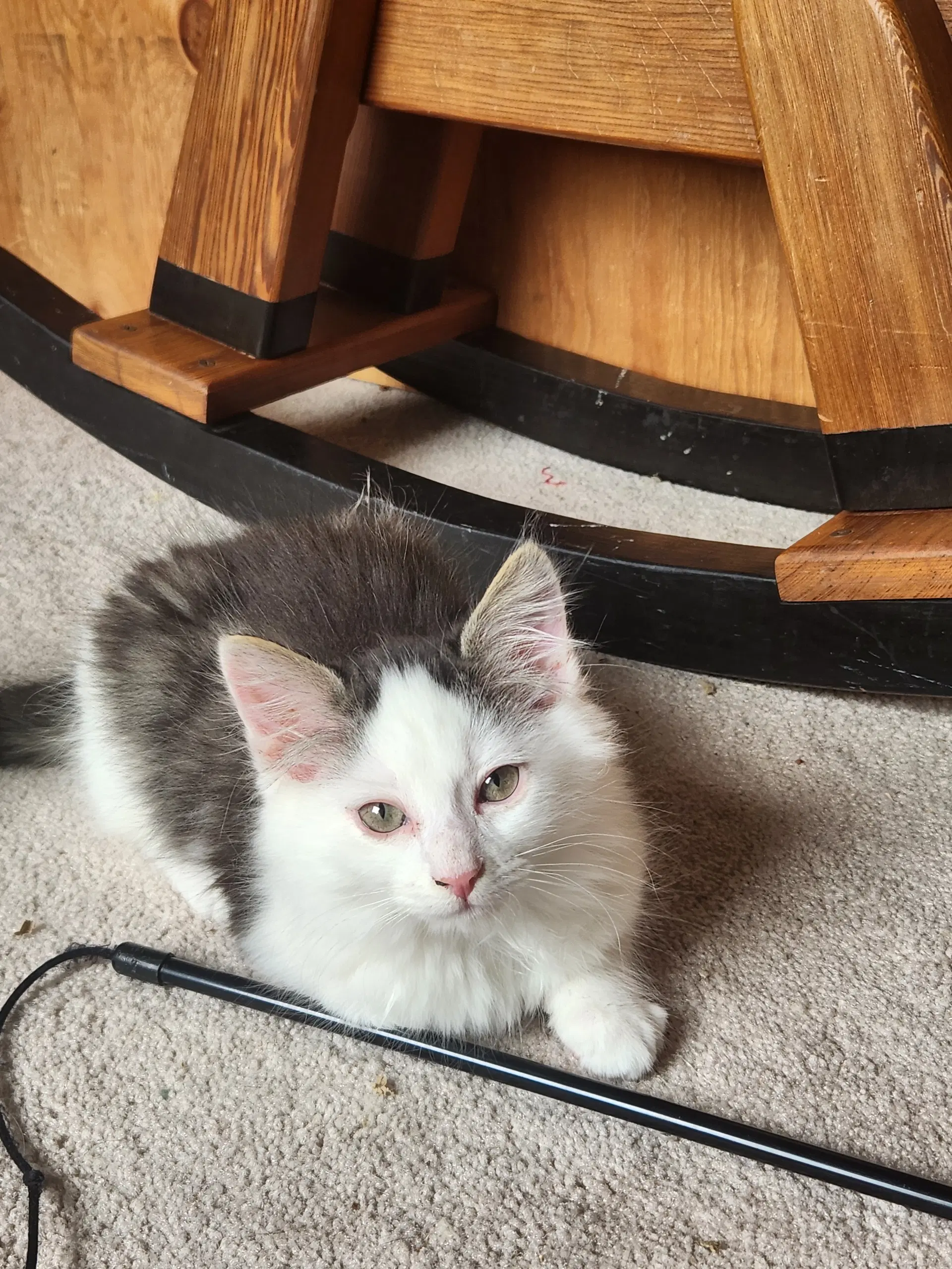 Nick - Backstreet Boys - Bicolor Kitten image 2