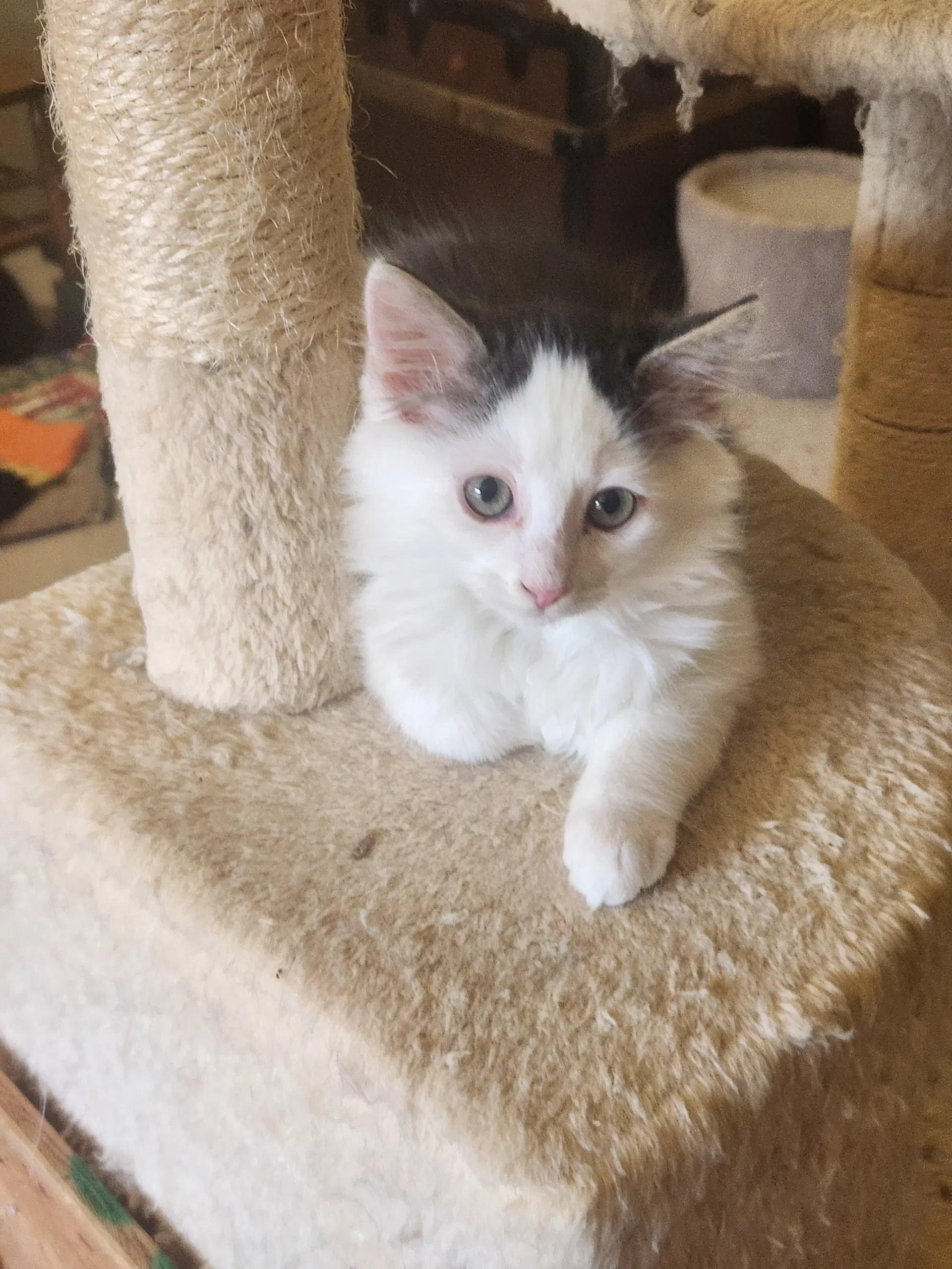 Nick - Backstreet Boys - Bicolor Kitten image 3