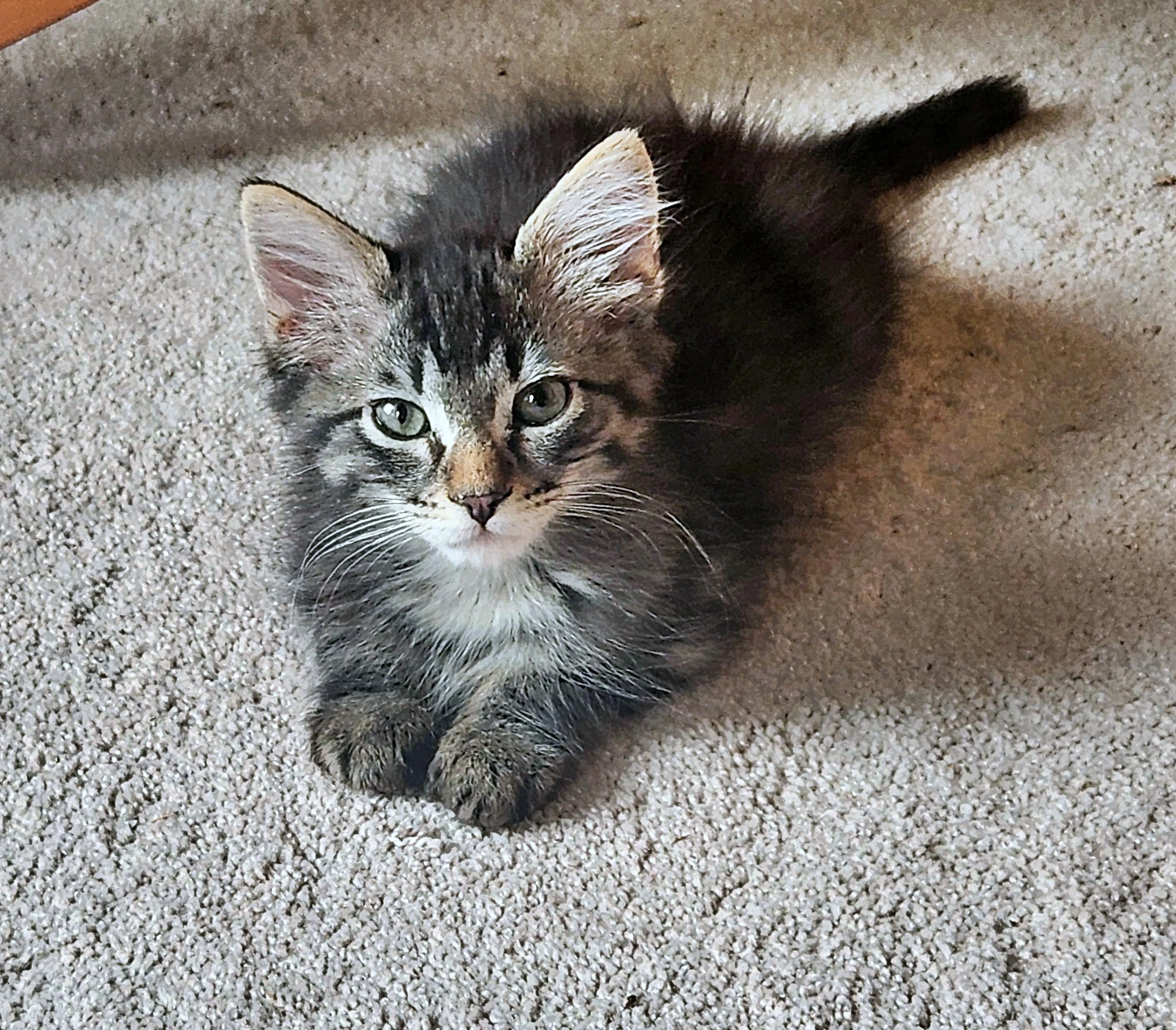 Howie - Backstreet Boys - Tabby Pattern