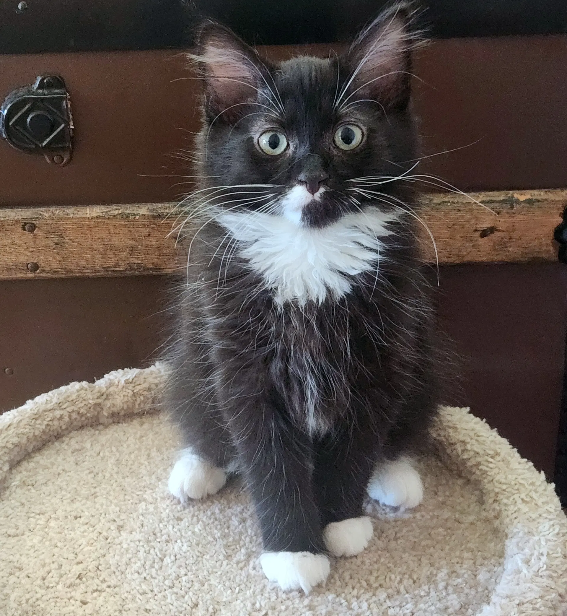 Aj - Backstreet Boys Litter - Tuxedo - Siamese/Himilayan