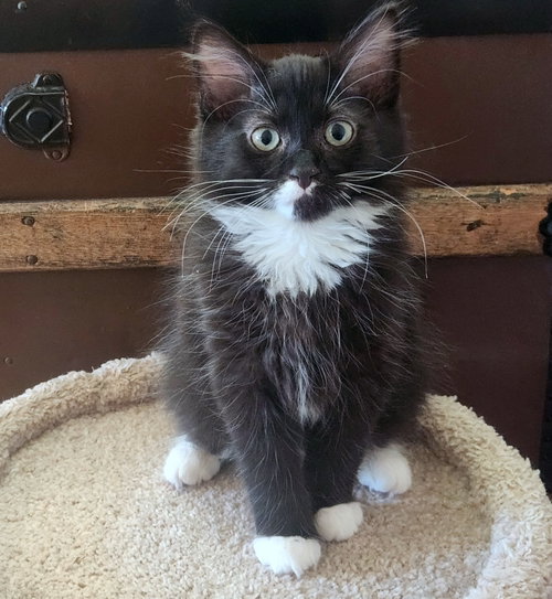 AJ - Backstreet Boys litter - Tuxedo