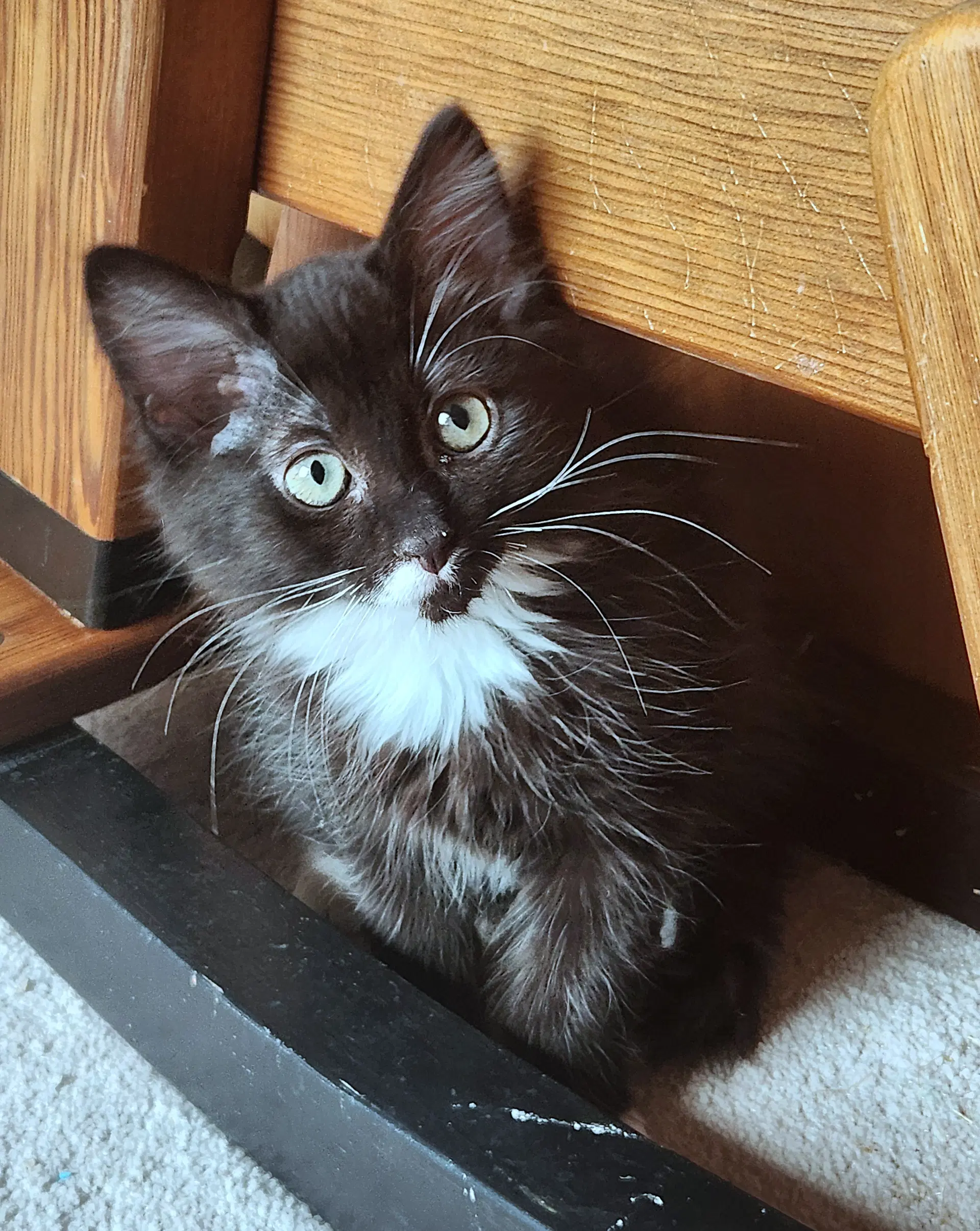 Aj - Backstreet Boys Litter - Tuxedo image 2