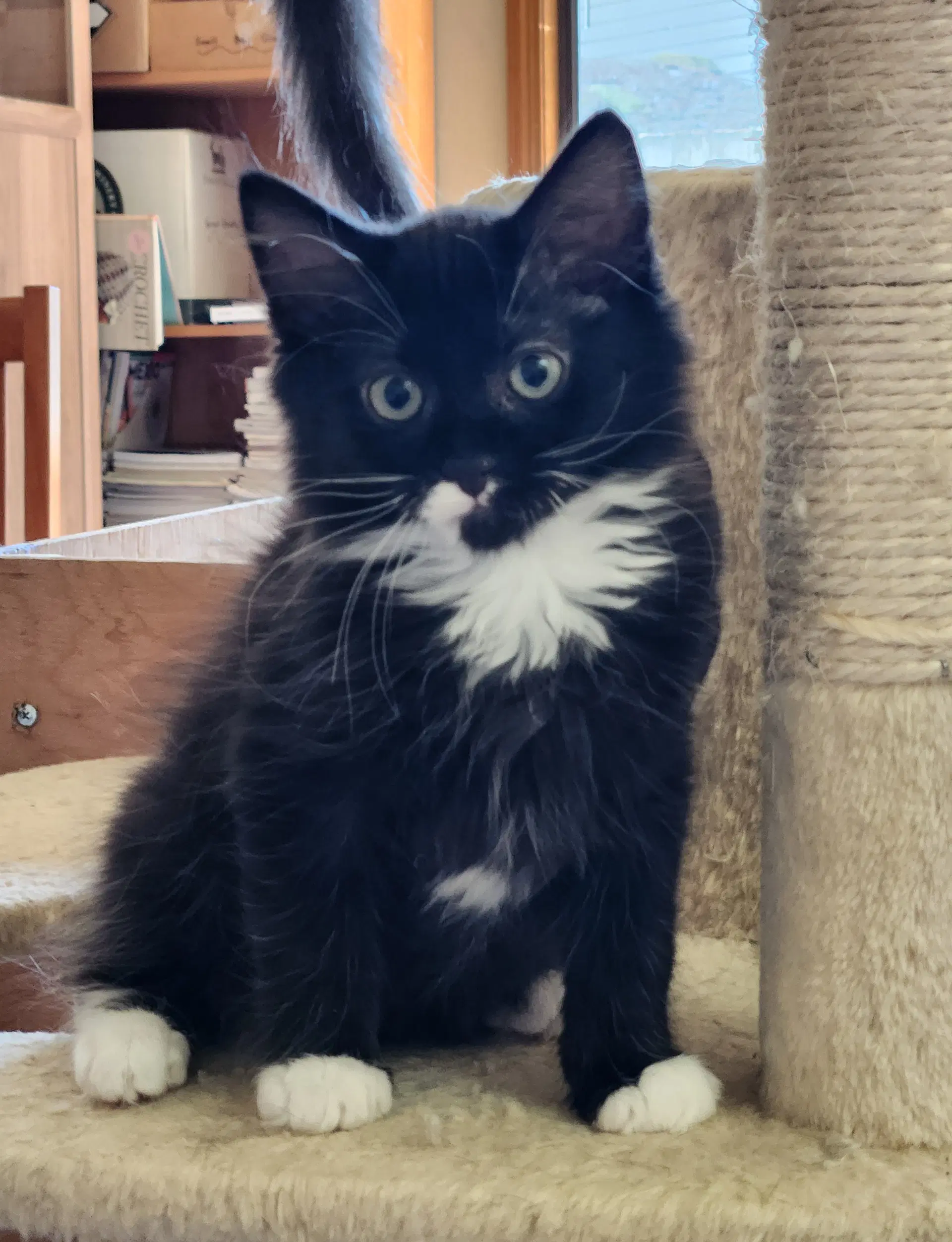 Aj - Backstreet Boys Litter - Tuxedo image 3
