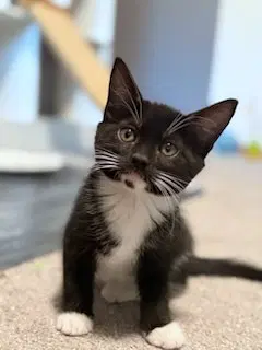 Spice Girls Litter Posh Spice - Tuxedo