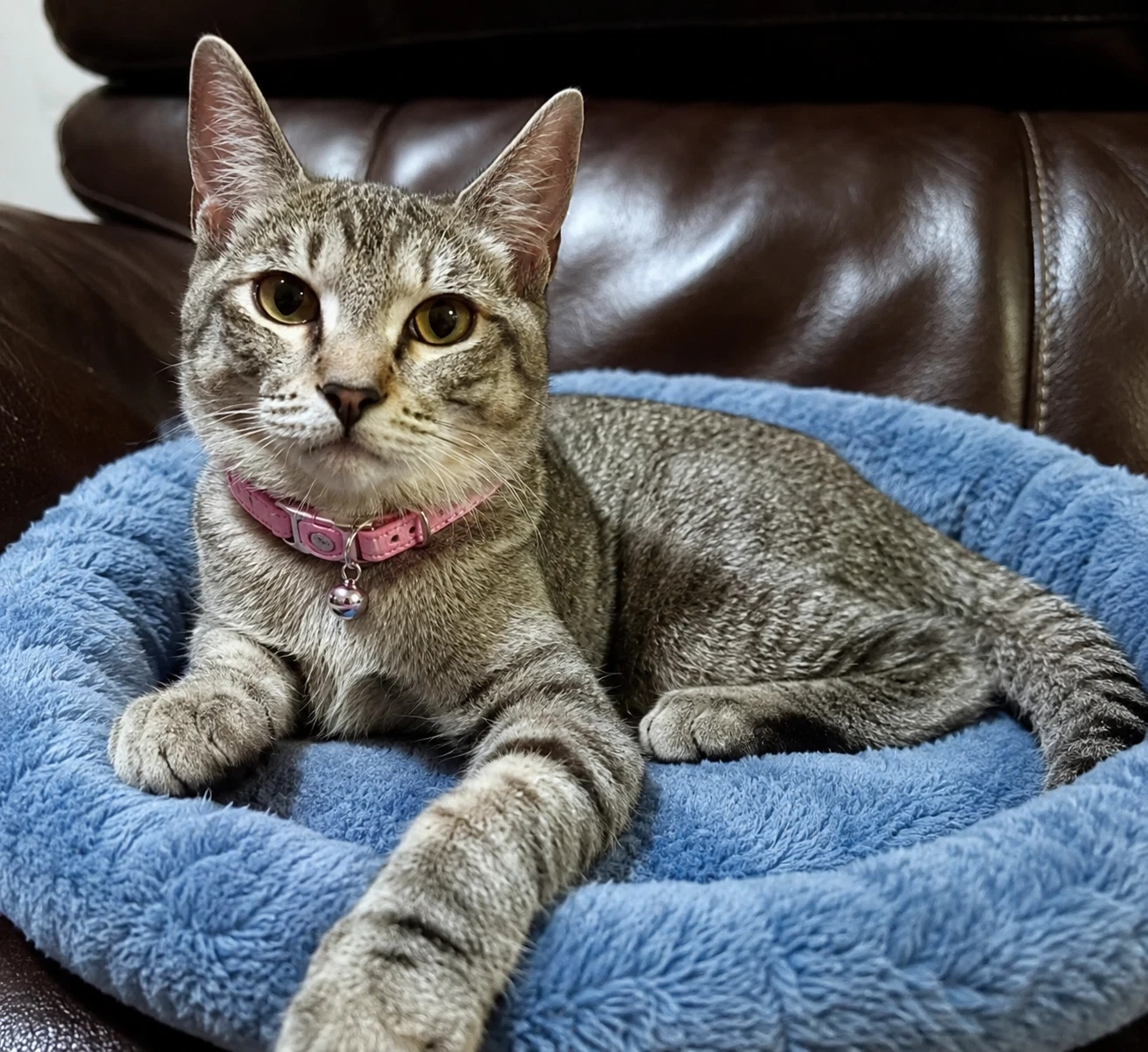 Bella - Browngray Tabby Kitten