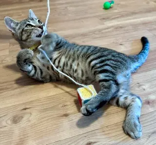 Bella - Browngray Tabby Kitten image 2