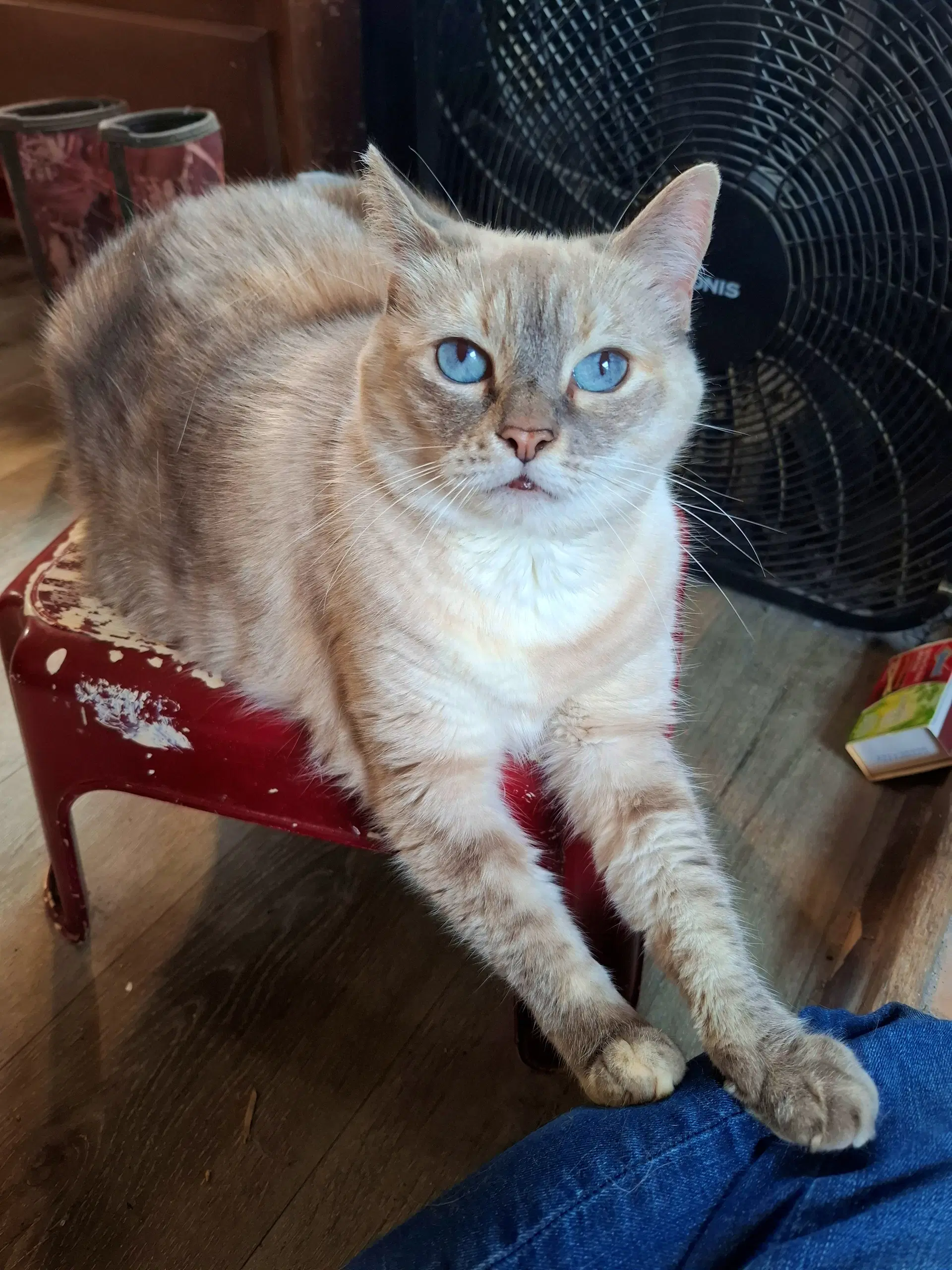 Mishka  - Offered By Owner - Siamese Mix Sr - Lynx Point Siamese
