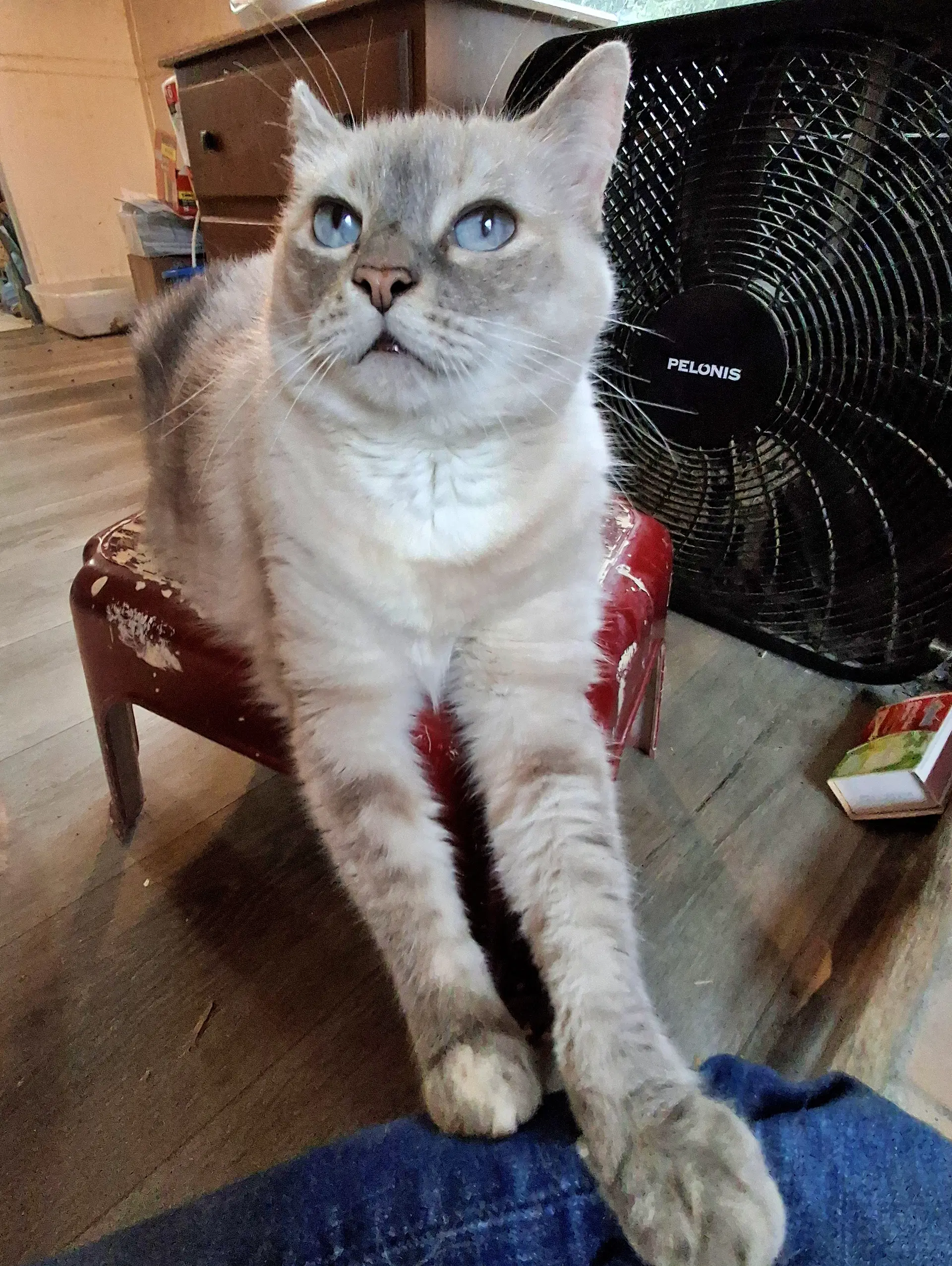 Mishka  - Offered By Owner - Siamese Mix Sr image 2