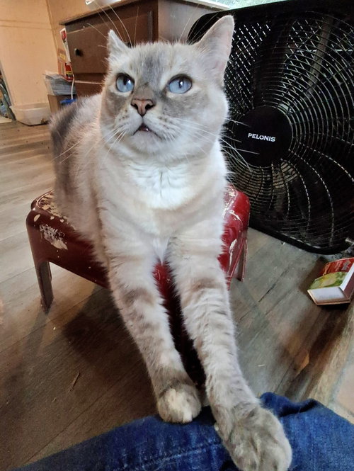 Photo 2 of MISHKA #2006 - Offered by Owner - Siamese Mix Sr.