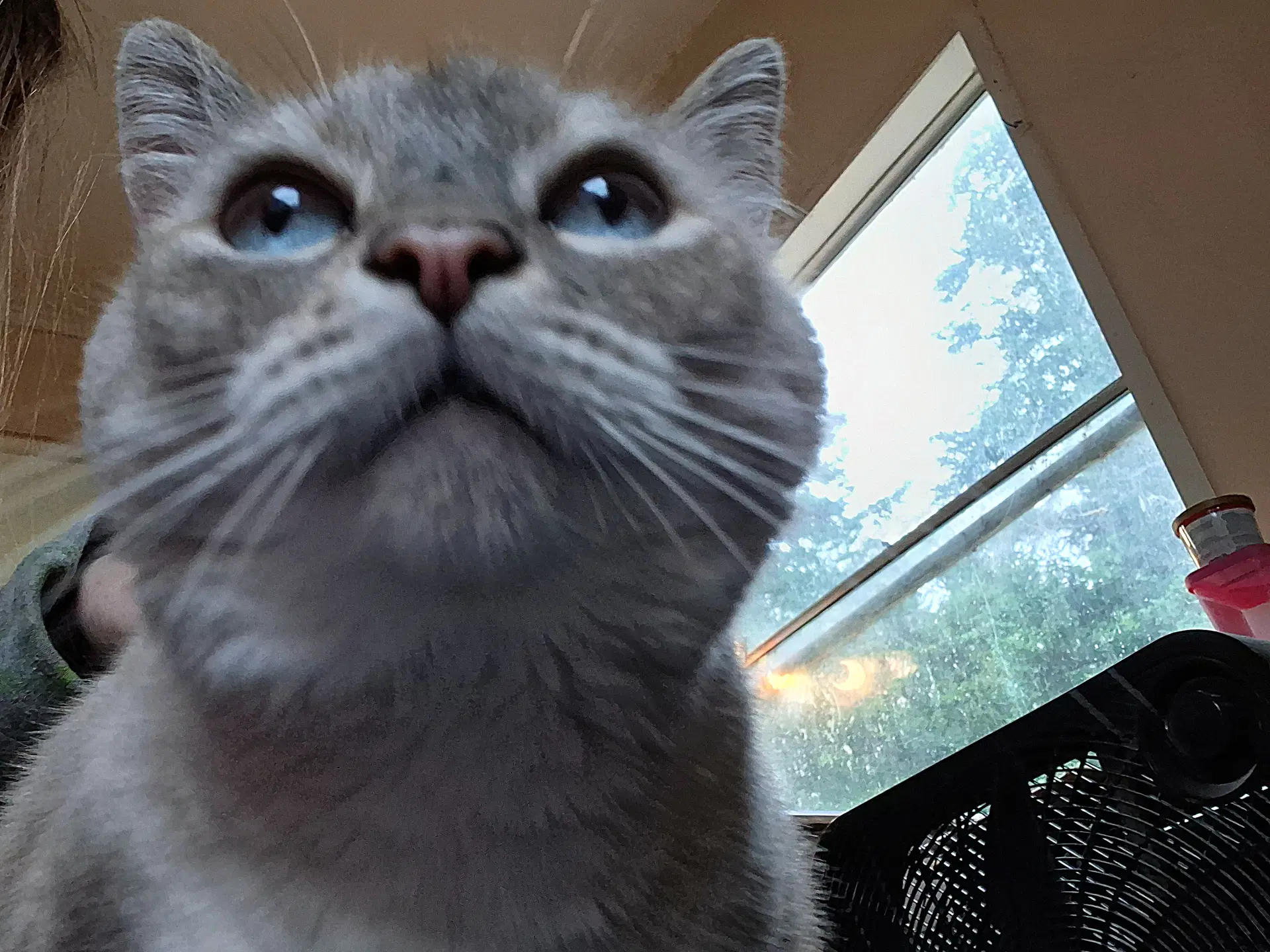 Mishka  - Offered By Owner - Siamese Mix Sr image 3