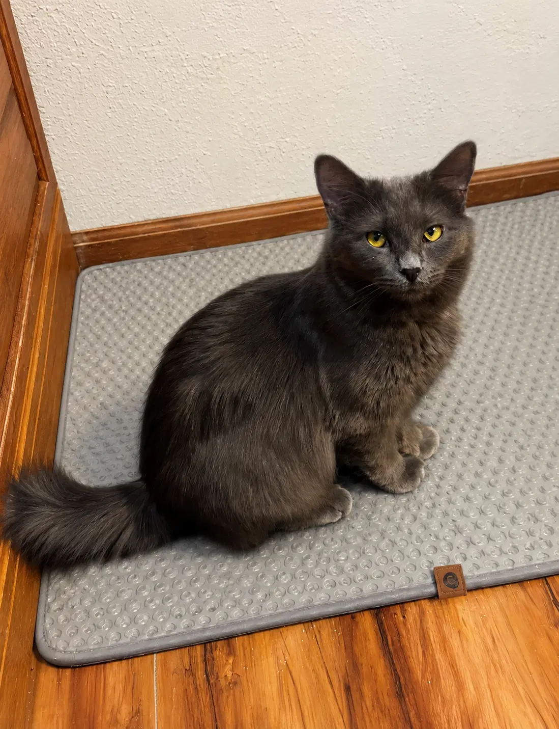 Penny  - Offered By Owner - Young Adult - Chartreux