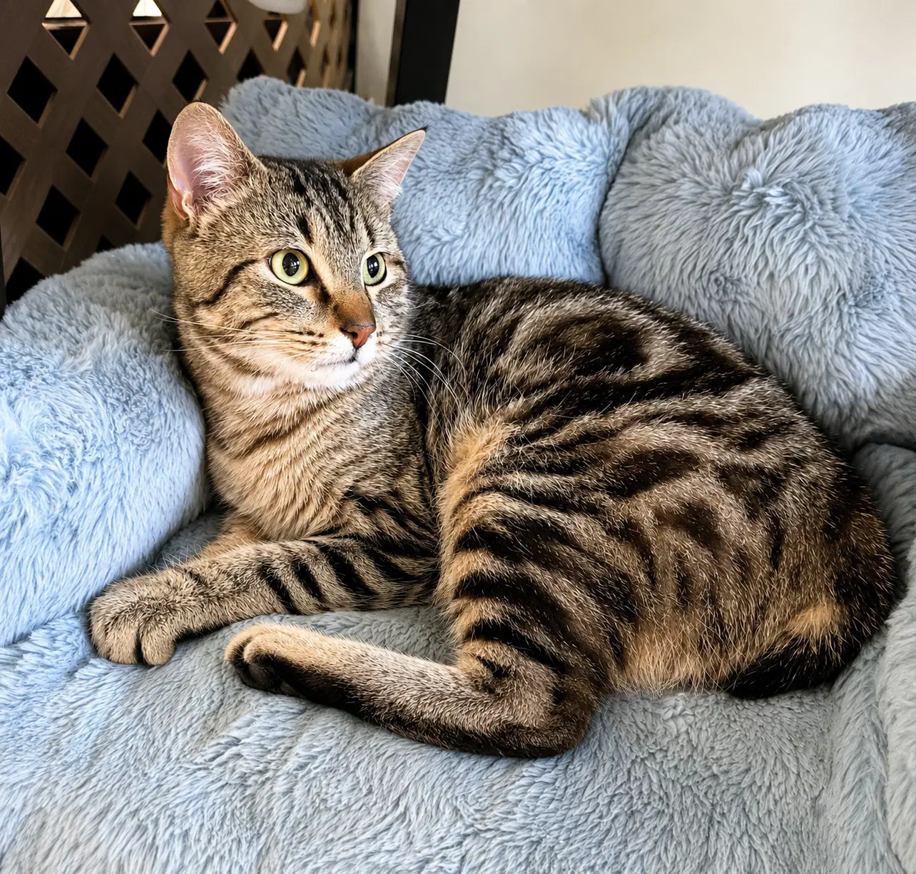 Broadwick  - Offered By Owner - Exotic Tabby - Tabby