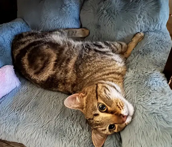 Broadwick  - Offered By Owner - Exotic Tabby image 2